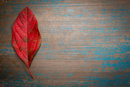 Bright red sassafras leaf on worn blue painted wood.の写真素材