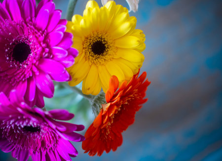 Bouquet of colorful gerbera daisies on blue backgroundの写真素材