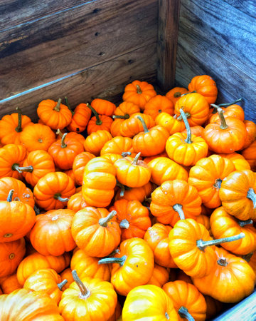 Pumpkins on display at the farmers market in autumn season.の写真素材