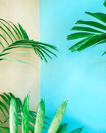 Tropical palm leaves on blue and yellow background. Minimal summer conceptの写真素材