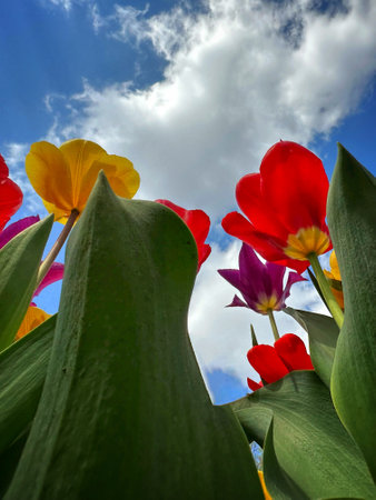 Colorful tulips against blue sky with clouds. Spring flowers.の写真素材