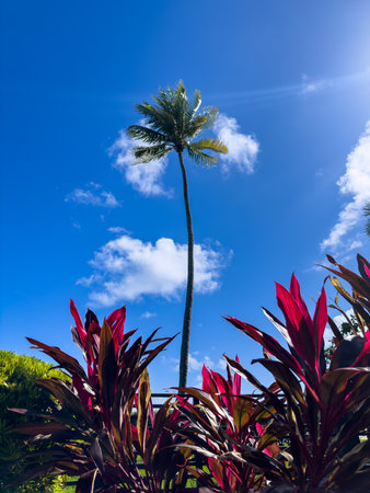 Palm tree in the garden with the blue sky and white clouds