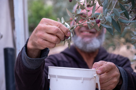 old man collecting olives from treeの写真素材