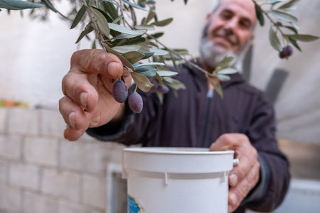 old man collecting olives from treeの写真素材