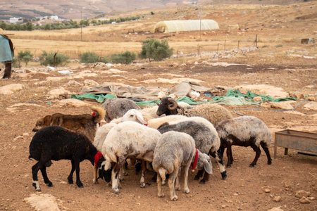 group of sheeps in desert eating from fodder rack