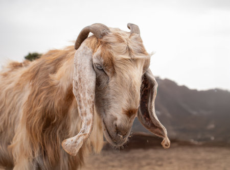 portrait for sheep looking at the cameraの写真素材