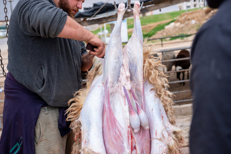 remove sheep skin while being hanged by skilful hands