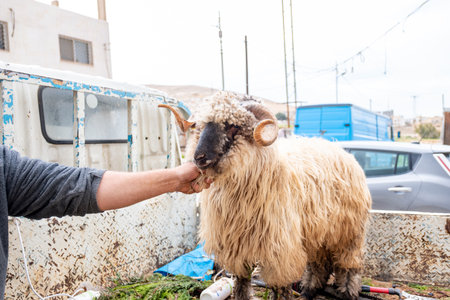The sheep is being lowered from a van to the ground, with men attempting to restrain it.の写真素材