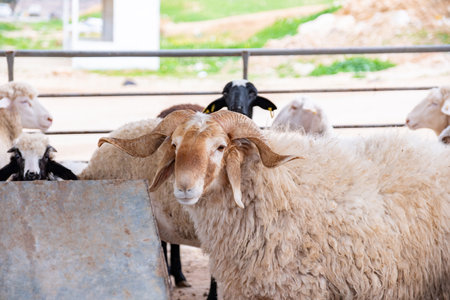 Sheep barn with multiple types of sheeps with horns and without horns  also lambsの写真素材