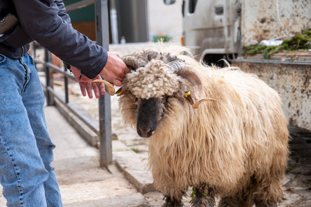 A person holding the horn of a sheep with curly wool in a courtyardの写真素材