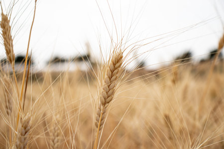 portrait for An ear of wheat in gold color ready for the harvest
