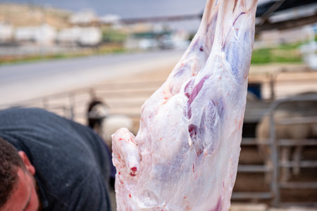 remove sheep skin while being hanged by skilful handsの写真素材