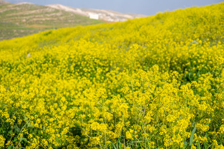Yellow flowers in field during springの写真素材