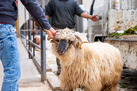 The tradition of buying and selling sacrificial animals during Eid, such as sheep, goats, and cattle, is an integral part of the celebrationの写真素材