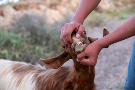 Image of A Man Checks The Teeth Of A Goat To Determine Its Age At A Livestock Market Ahead Of The Muslim Festival Of Eid Al-Adhaの写真素材