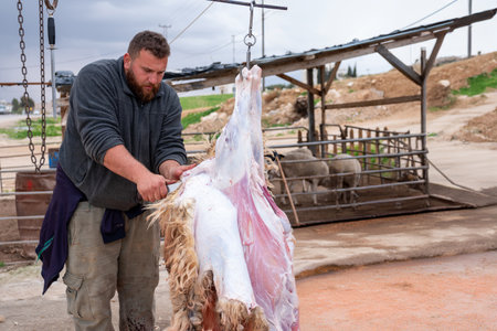sheep hanging by its hind legs on a hook, with a butcher beside it after slaughter. The slaughtering of sheep during the Eid festival is common among Muslimsの写真素材