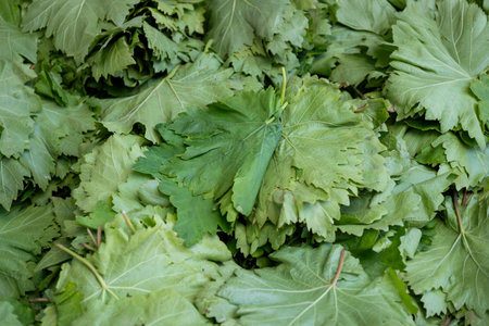 Close up view for grape leaves from above or top view with copy space on white banner