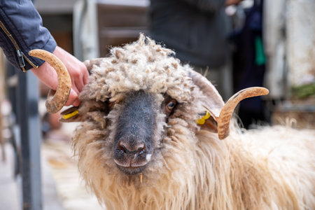 The sheep is being handled by a person.の写真素材