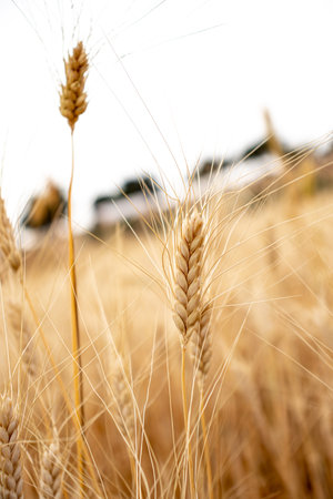 portrait for An ear of wheat in gold color ready for the harvestの写真素材
