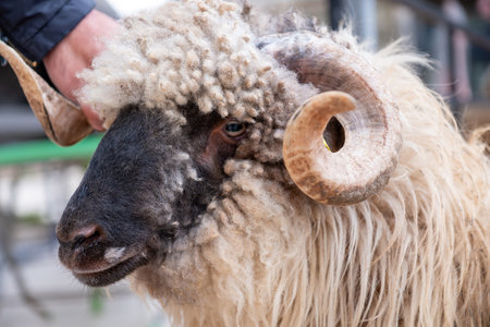 Close-up of a sheep's head showing curly wool and a prominent horn, with its eye peeking through, conveying calmness and rustic charmの写真素材