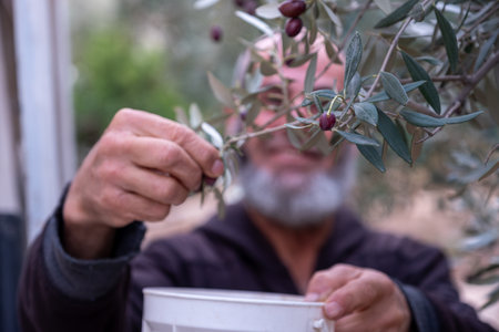 old man collecting olives from treeの写真素材