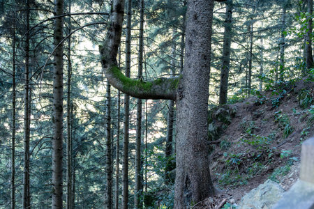 A dense forest with tall trees and lush greenery, creating a serene and tranquil environment, showcasing the natural beauty and biodiversity of the woodlandの写真素材
