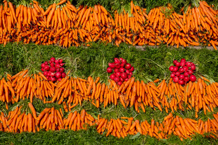 A diverse selection of freshly harvested root vegetables meticulously arranged and ready for purchaseの写真素材