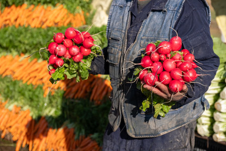 Farmers hands with freshly harvested vegetables. Horse radish. Summer salad ingredient, healthy diet, vegetarian nutrition element. Agricultural eco produceの写真素材