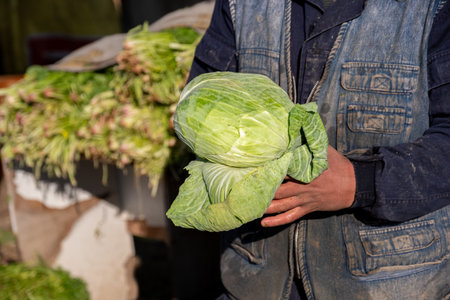 male holding cabbage for sale which harvested from his farm and freshly presentedの写真素材
