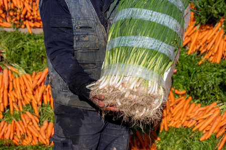 male holding fresh green onion with carrots in the background at his market place with a smile on his faceの写真素材