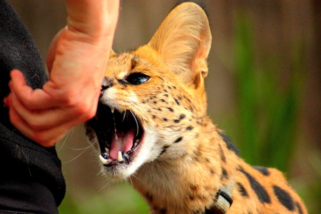 Hungry Servalの写真素材