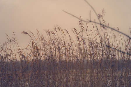 Wheat blowing in the breezeの写真素材