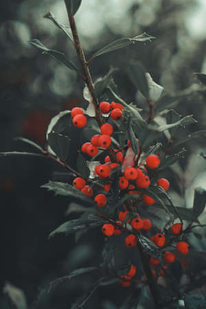 Holly Berries covered in snowの写真素材