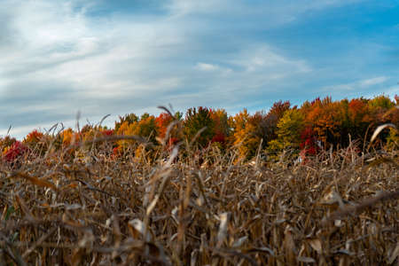 Northern Wisconsin Midwest Fall Colorsの写真素材