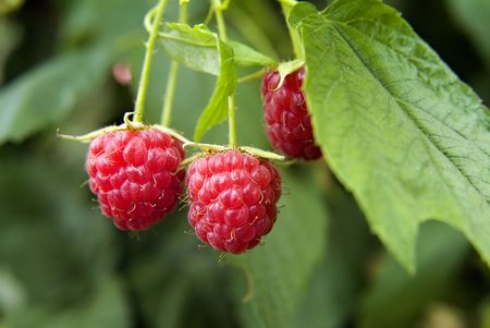 three ripe raspberries on plant