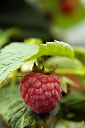 ripe raspberry on plant