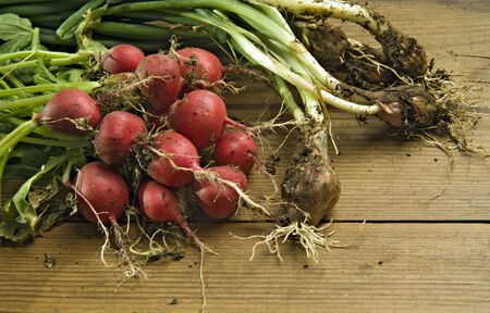 Bunch of fresh and dirty radishes and scallion from the garden on wooden surfaceの写真素材