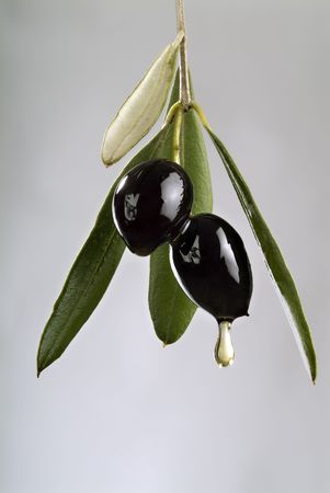 drop of oil from two black olives on branch isolated の写真素材