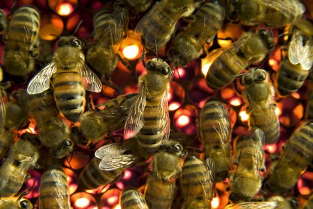 Bees inside a beehive 