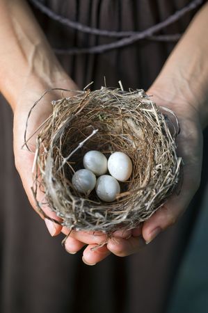 nest with eggs in woman's handsの写真素材