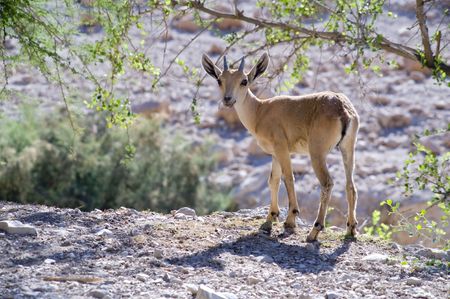 young nubian ibex starring at camera in Ein-Gedi Israelの写真素材