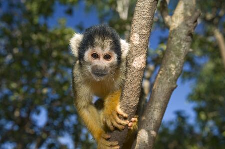 cute squirrel monkey (saimiri) on a treeの写真素材