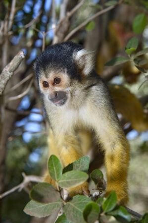 cute squirrel monkey (saimiri) on a treeの写真素材