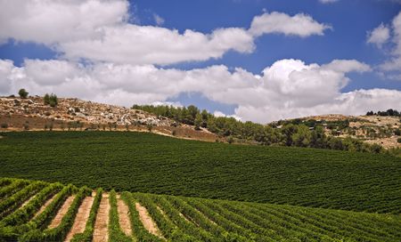 rolling vineyards in the Galilee Israelの写真素材
