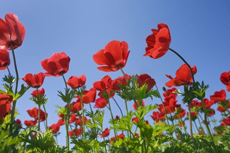 Poppy Anemone in the field from bellowの写真素材