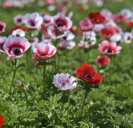 white and red Poppy Anemone in the field の写真素材