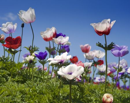 white red and purple Poppy Anemone in the field の写真素材