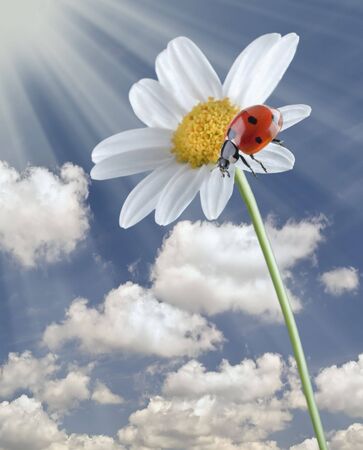 ladybug on a white flower against cloudy blue skyの写真素材