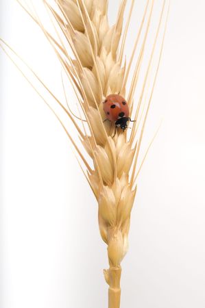 ladybug on a wheat ear isolated on whiteの写真素材