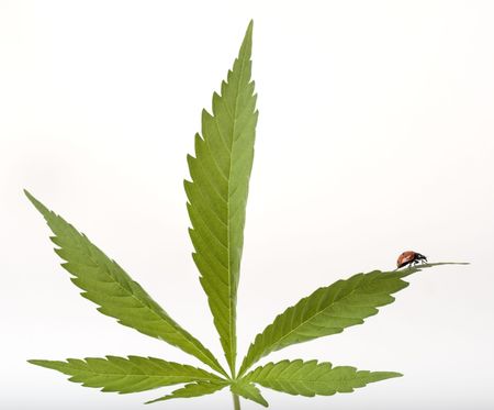 ladybug on cannabis leaf isolated on whiteの写真素材